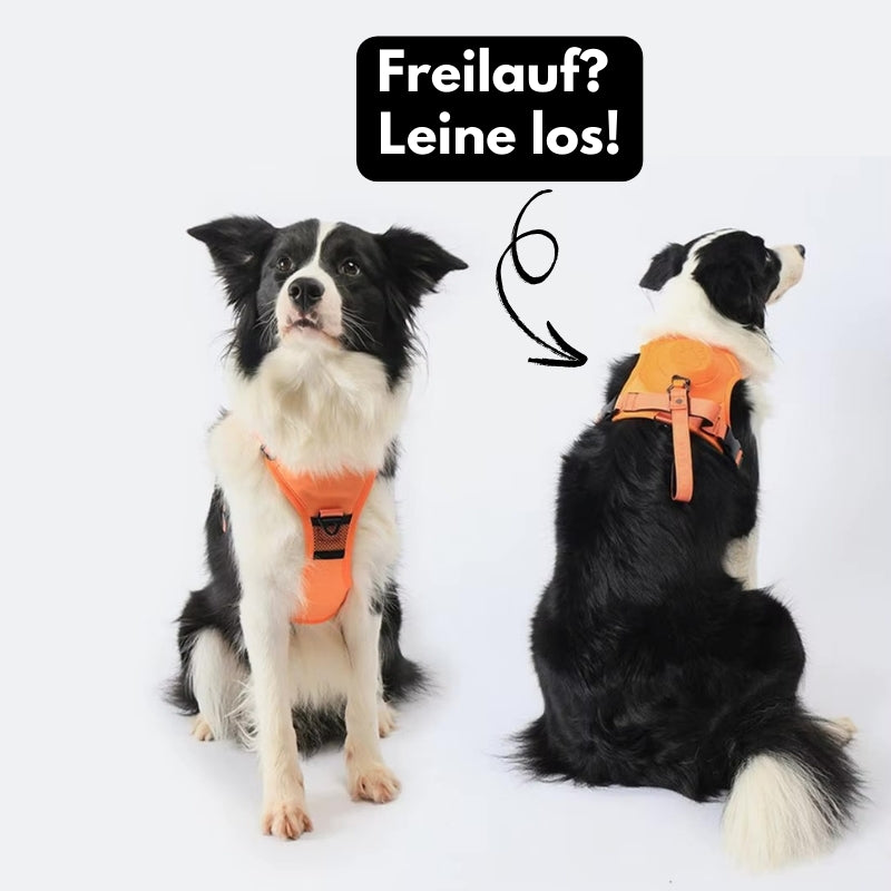 FlexiLeash™ – sicher und einfach führen